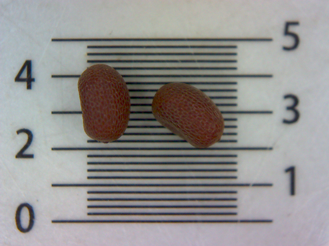 strawberry seeds melvor Eversweet Everbearing Strawberry Seeds for Planting