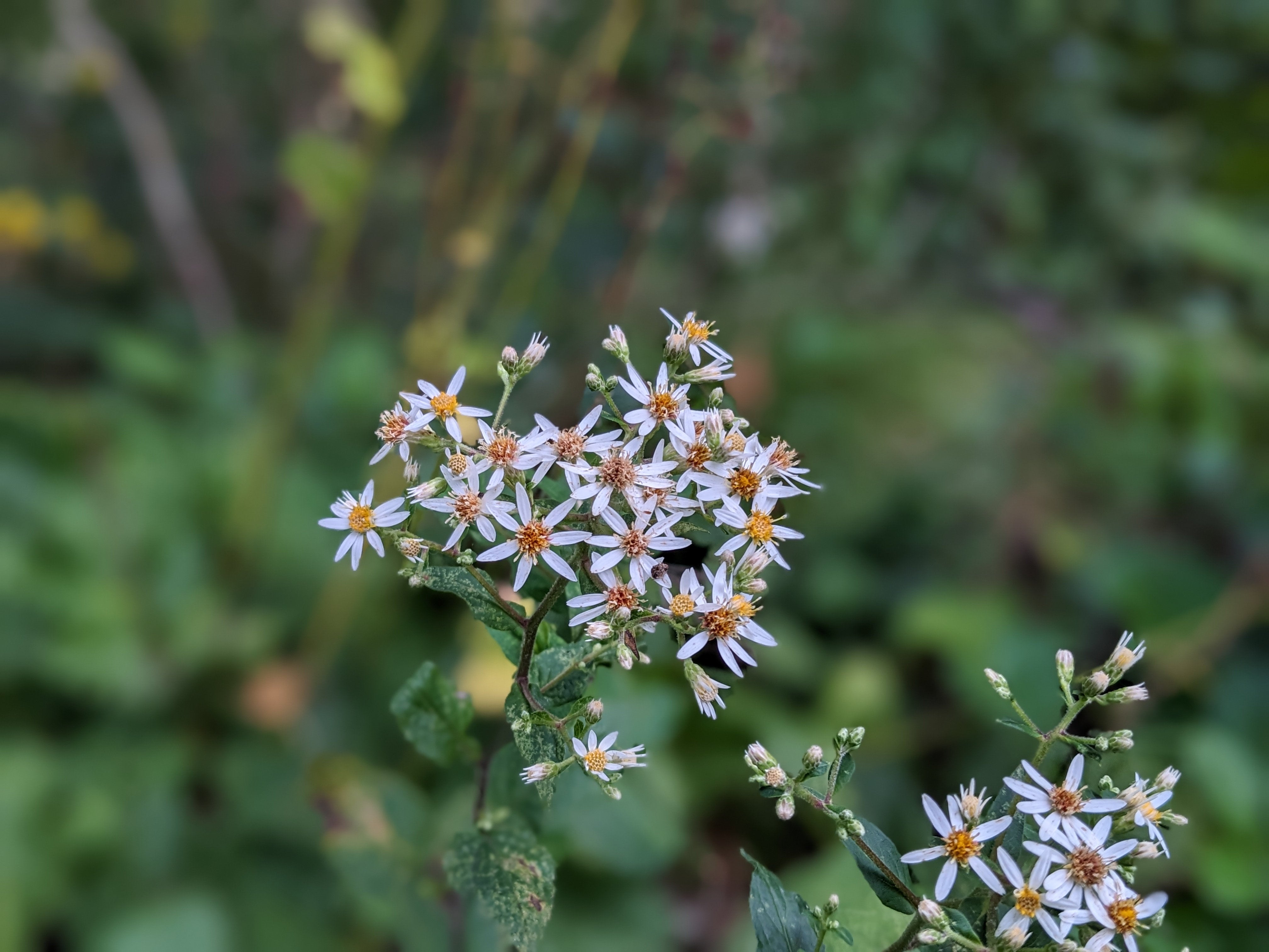 White Wood Aster Eurybia Divaricata Hungry Hook Farm white-wood-aster-eurybia-divaricata-hungry-hook-farm