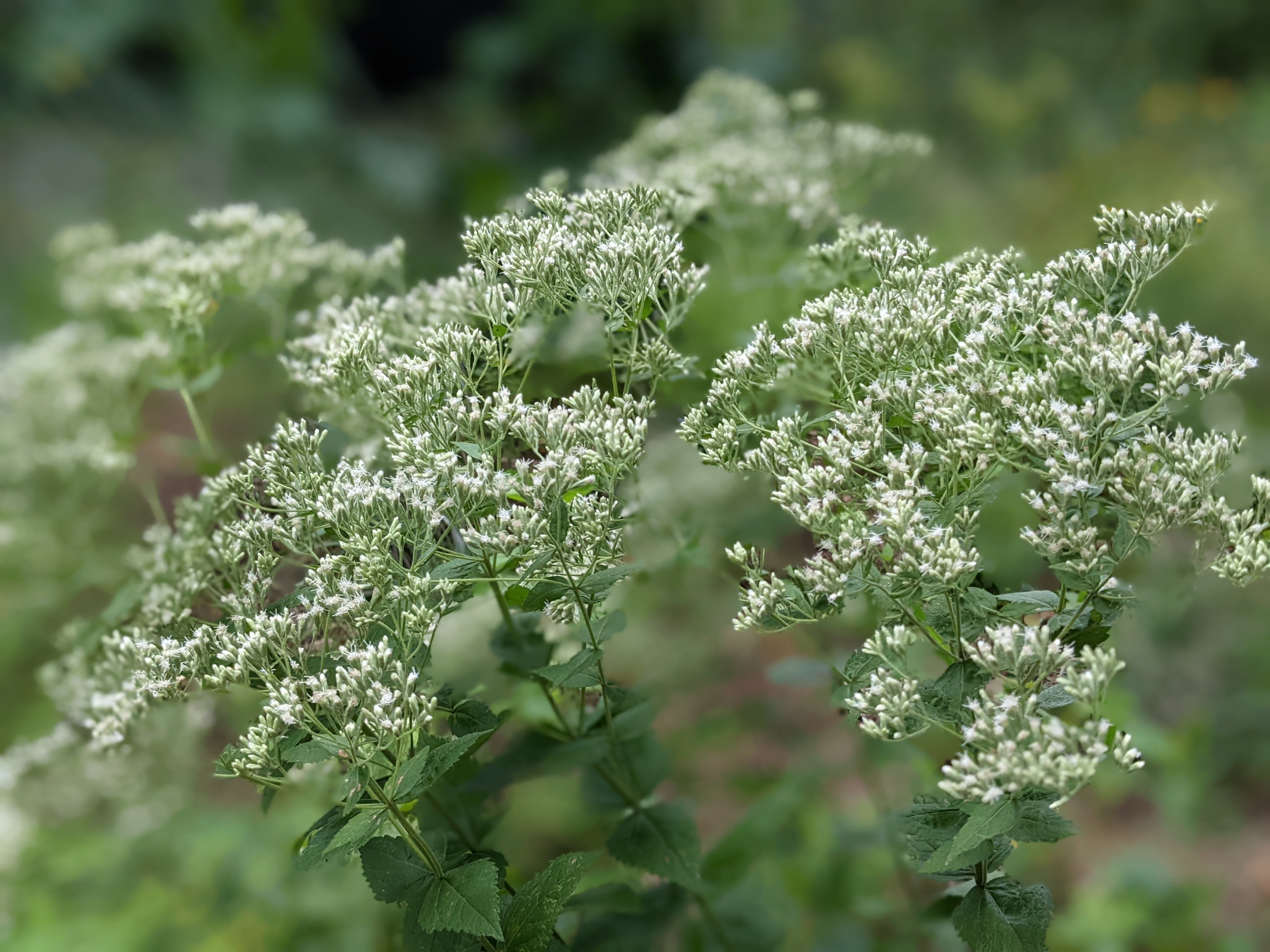 Roundleaf thoroughwort (Eupatorium rotundifolium) Seed packet | Hungry ...