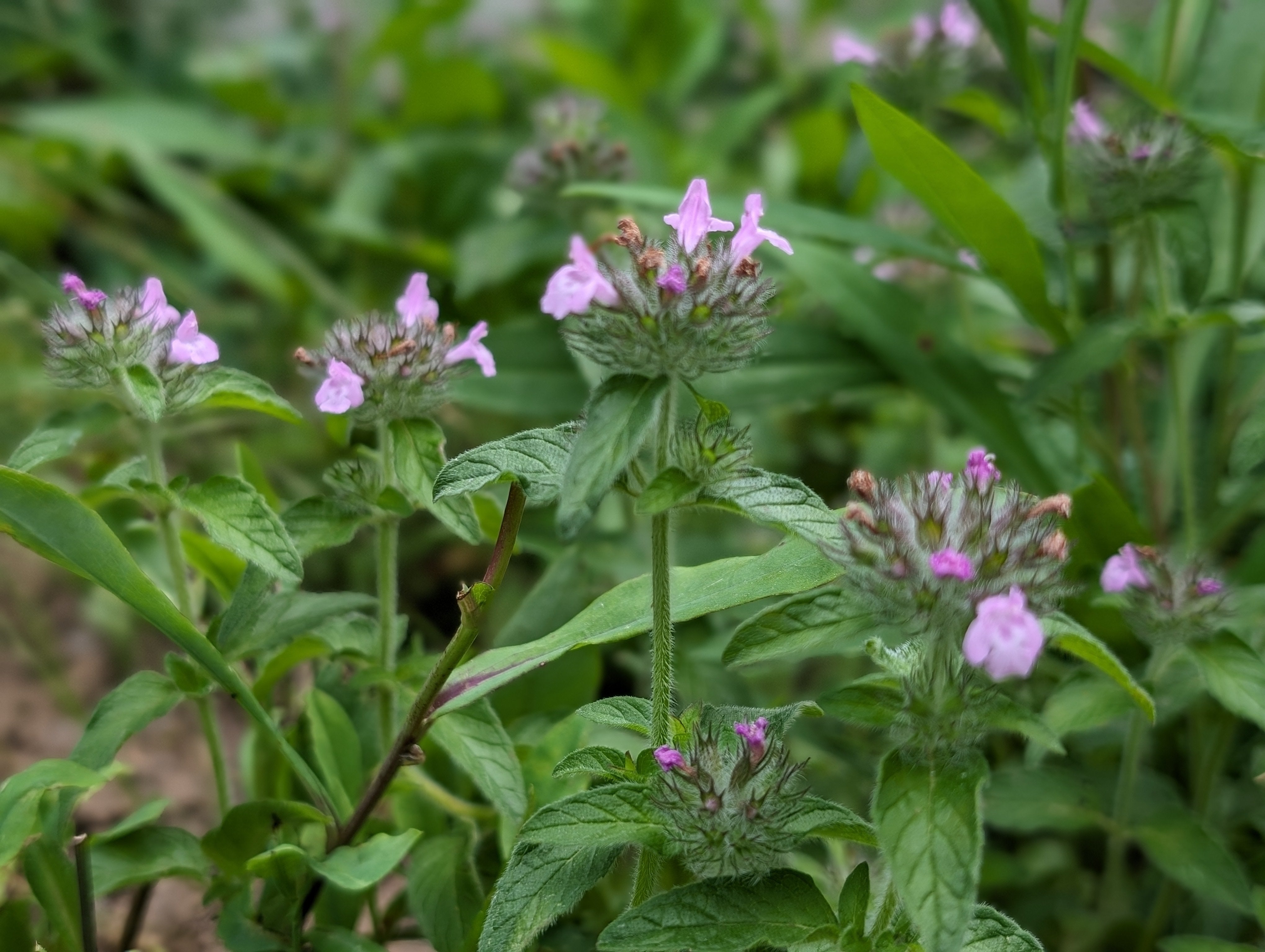 Wild basil, Clinopodium vulgare Seeds | Hungry Hook Farm