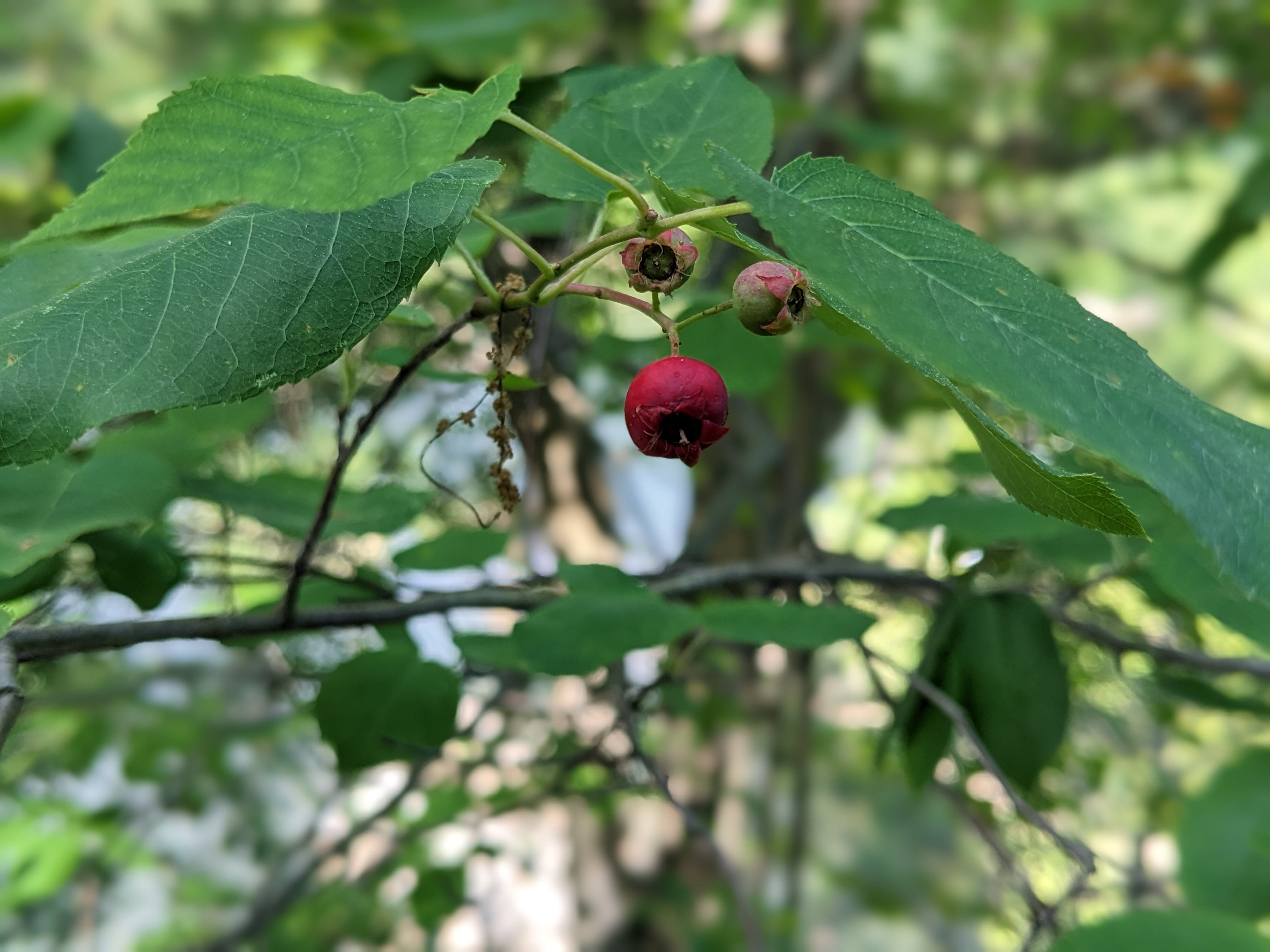 amelanchier stolonifera