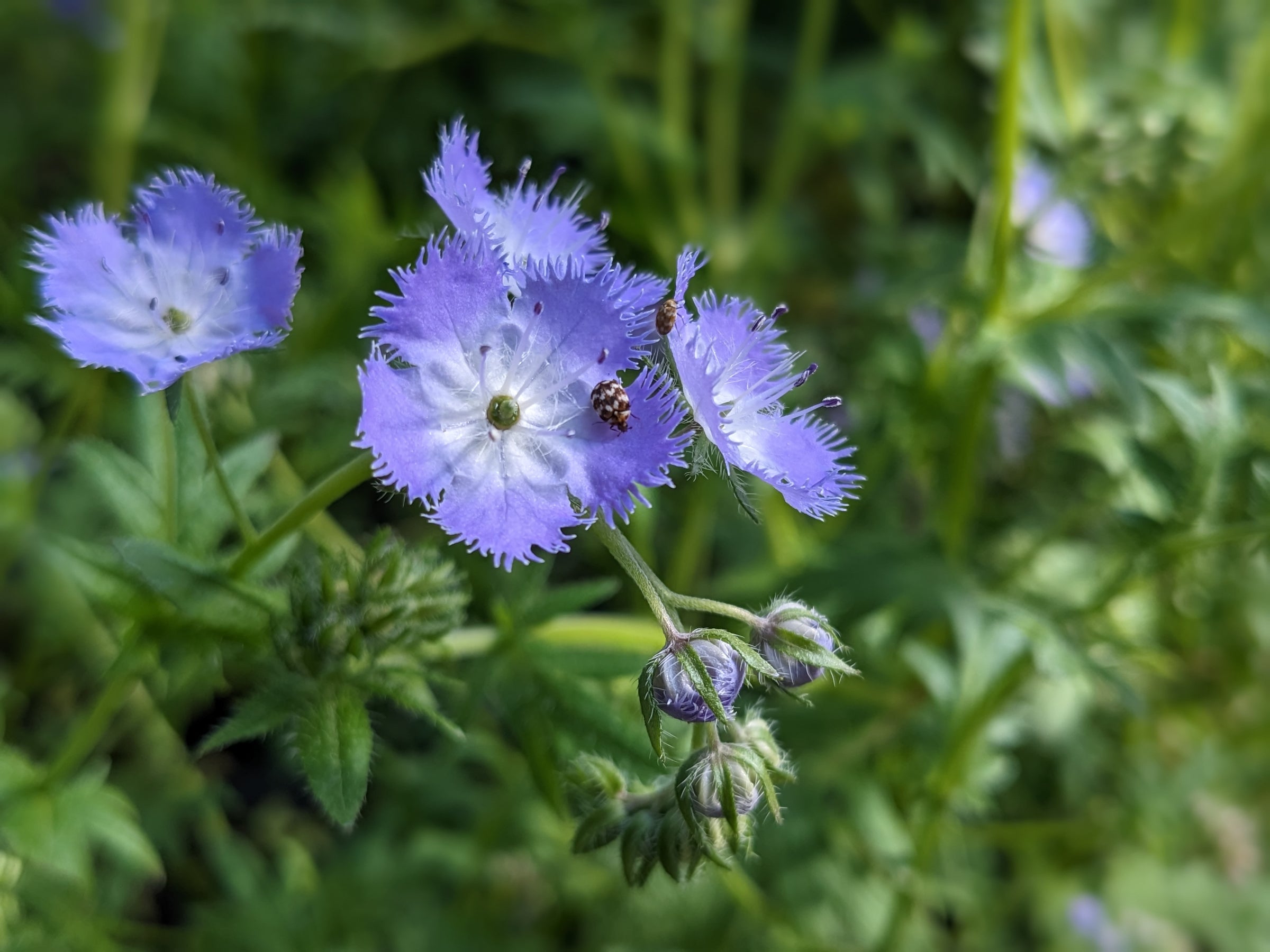 Miami mist (Phacelia purshii) Seeds | Hungry Hook Farm