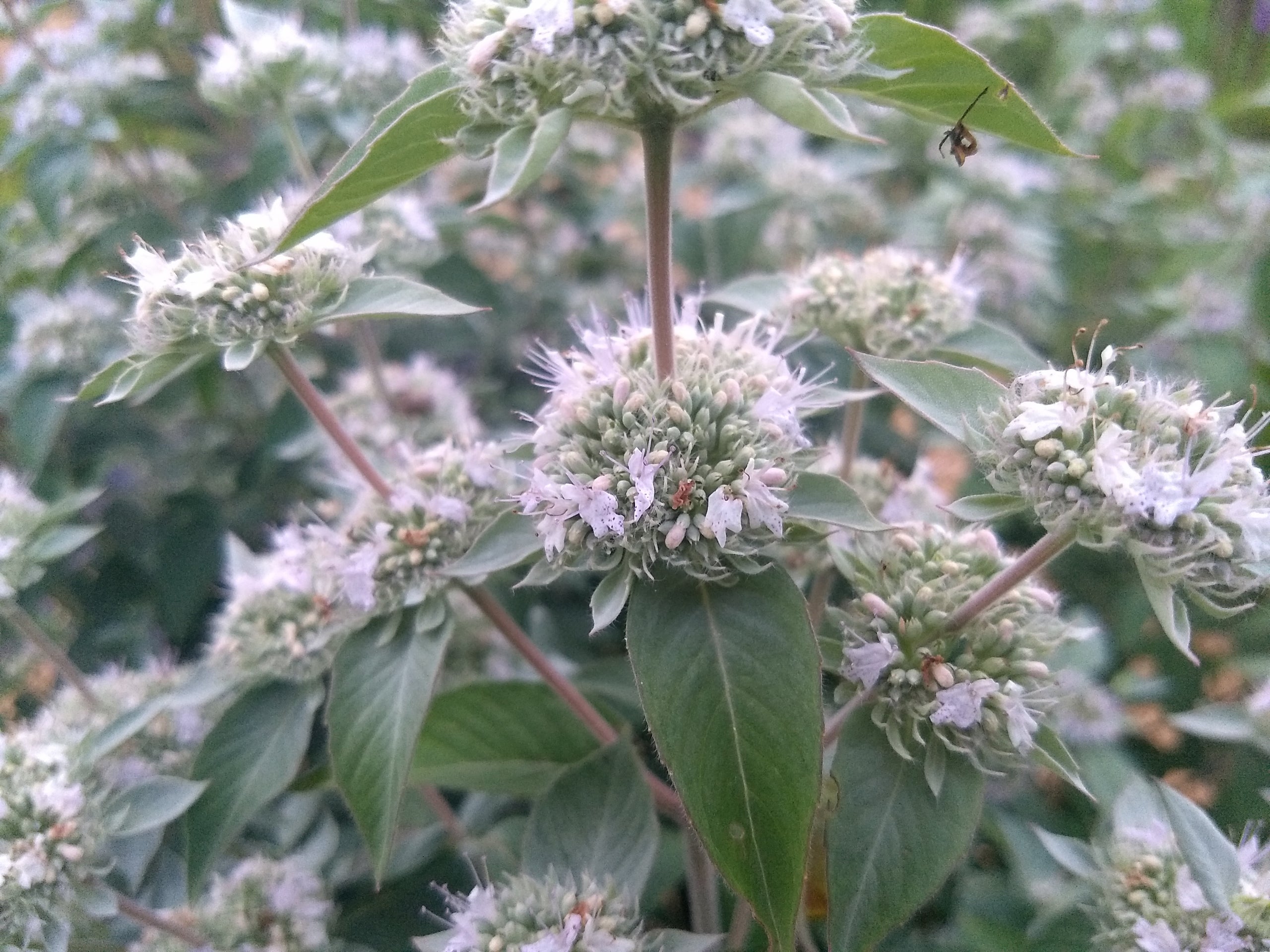 Hoary Mountain Mint Plant