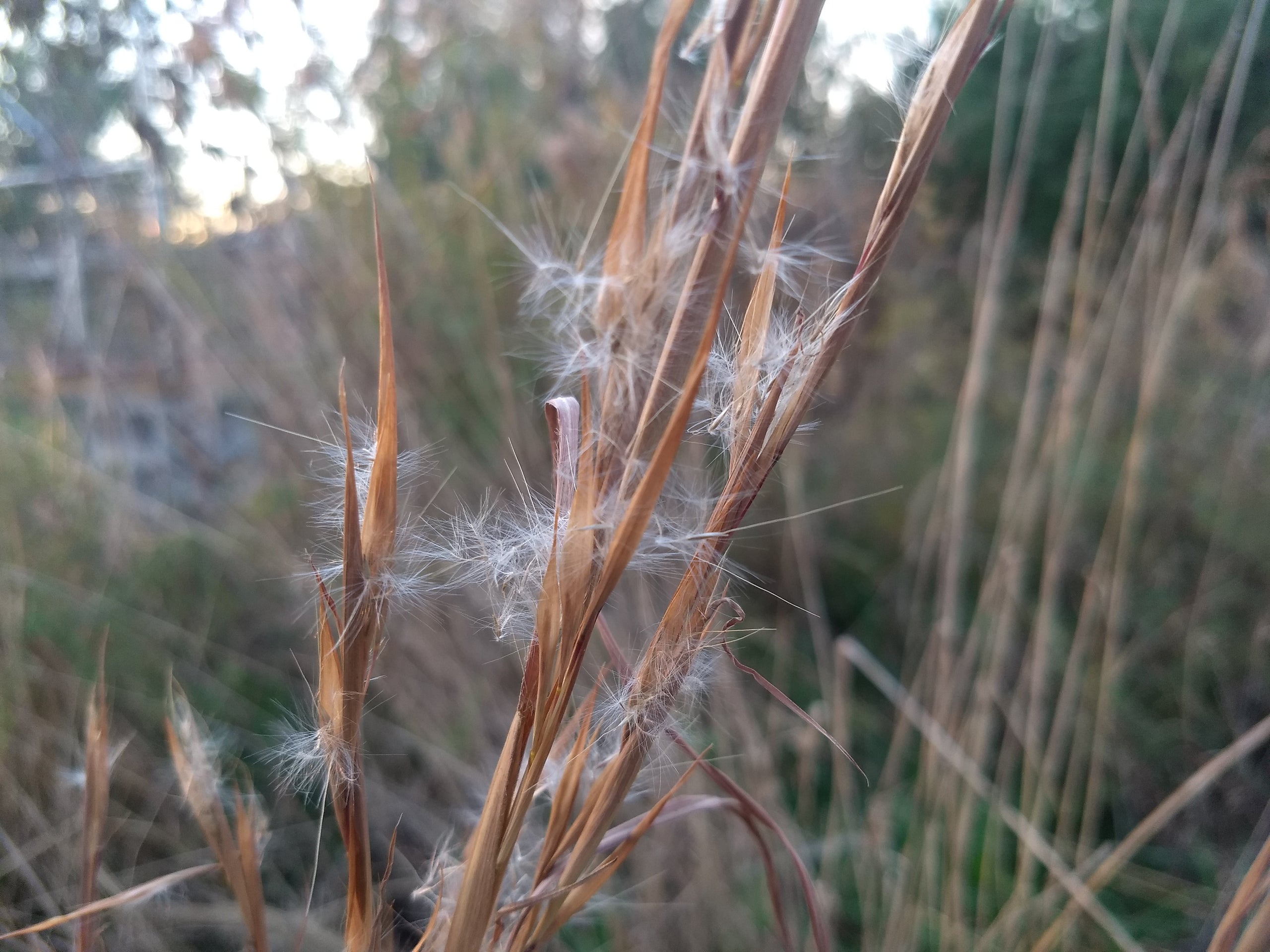 Broomsedge (Andropogon virginicus) Hungry Hook Farm