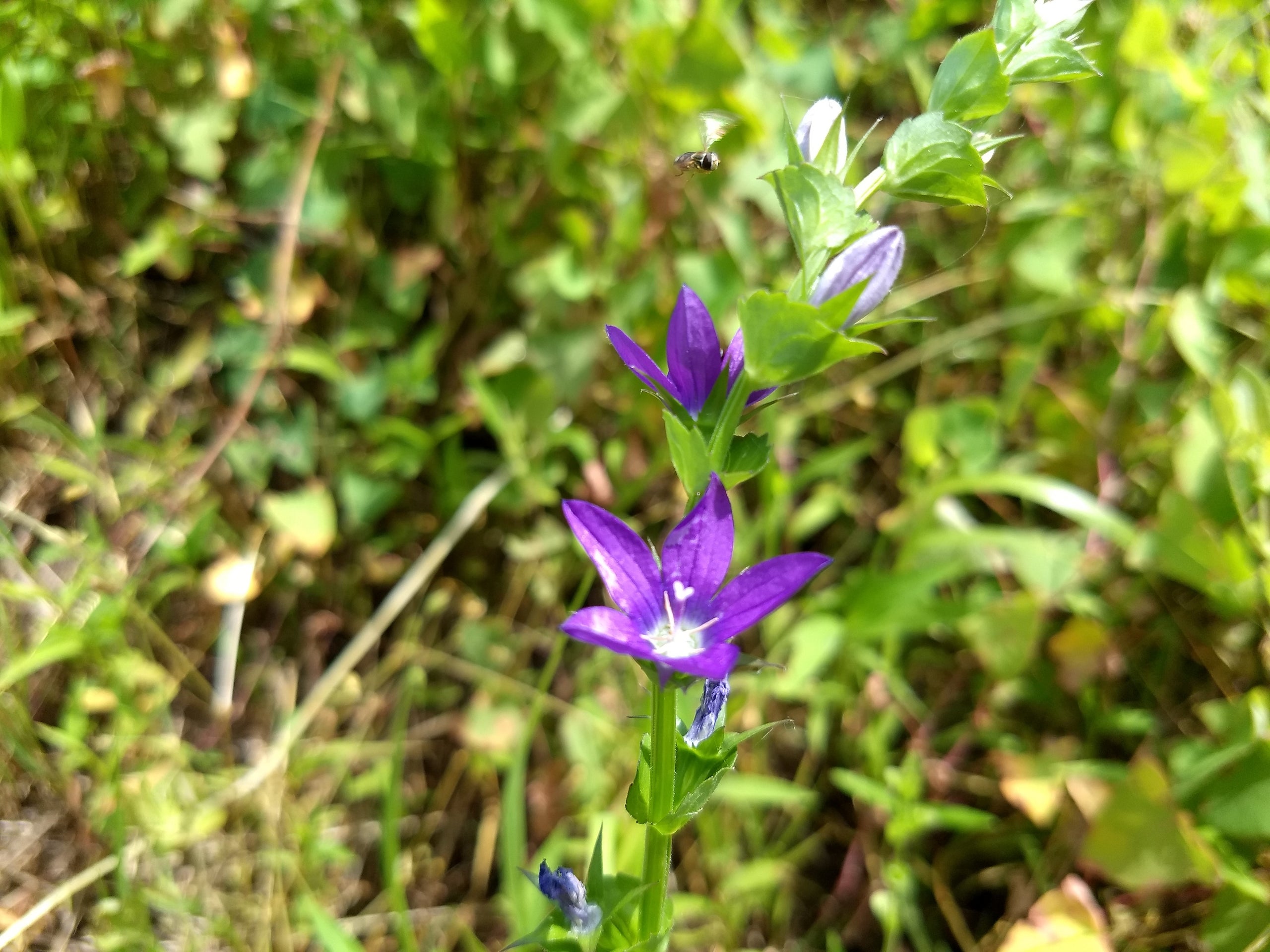 Cougar Woods Spring Break Hours Cougar Woods Spring Break Hours