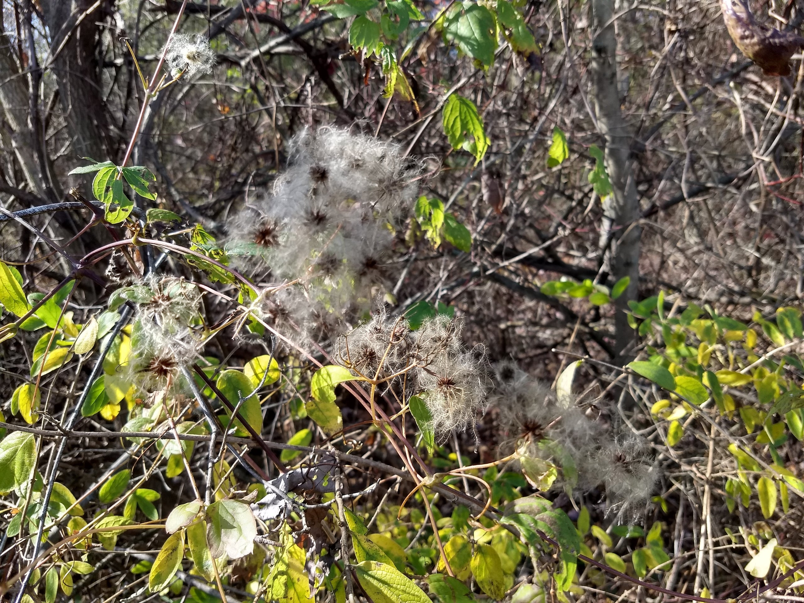 Why Virgin’s Bower is the Best Native Vine You’re Probably Not Growing