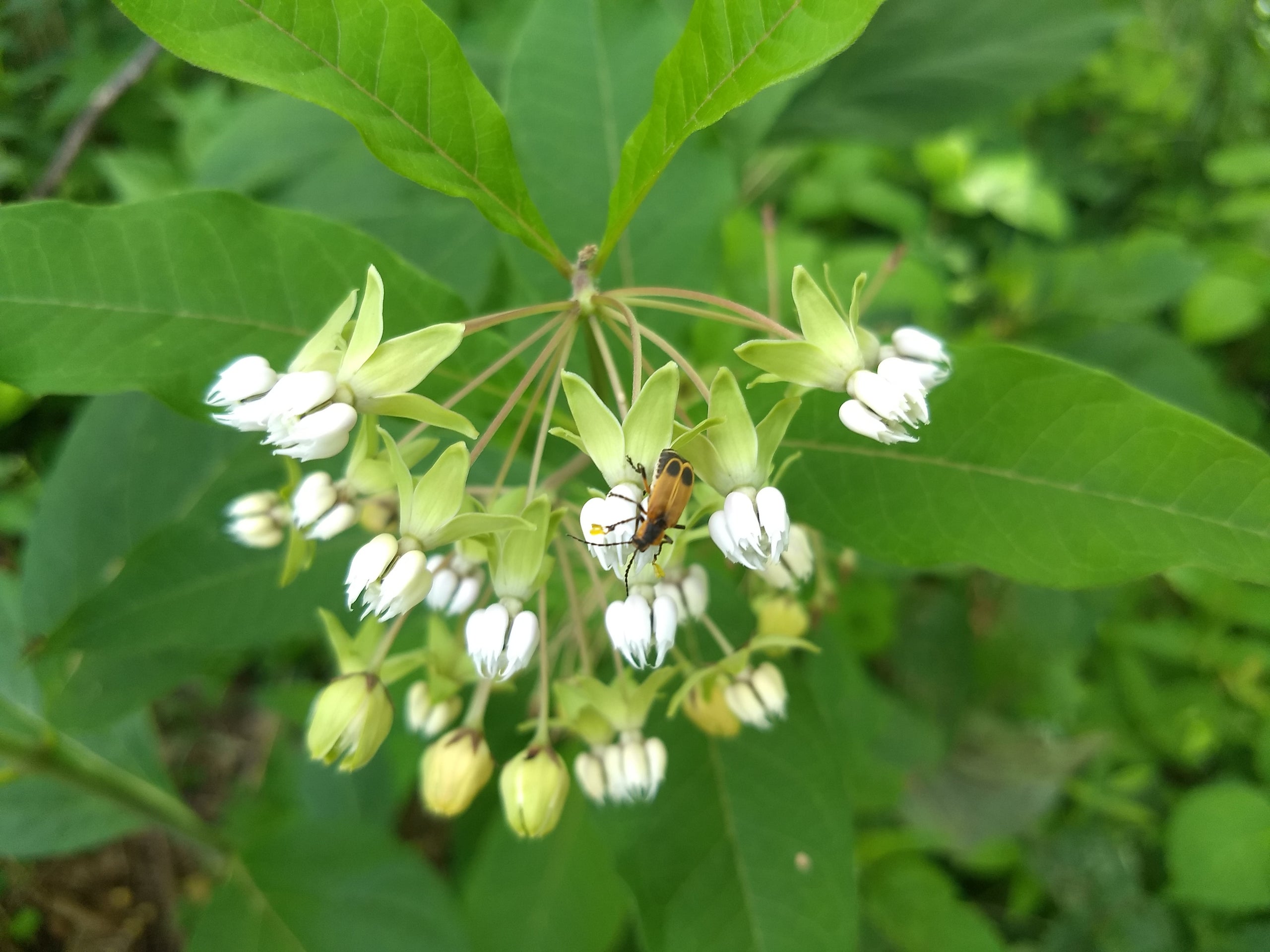poke-milkweed-asclepias-exaltata-hungry-hook-farm