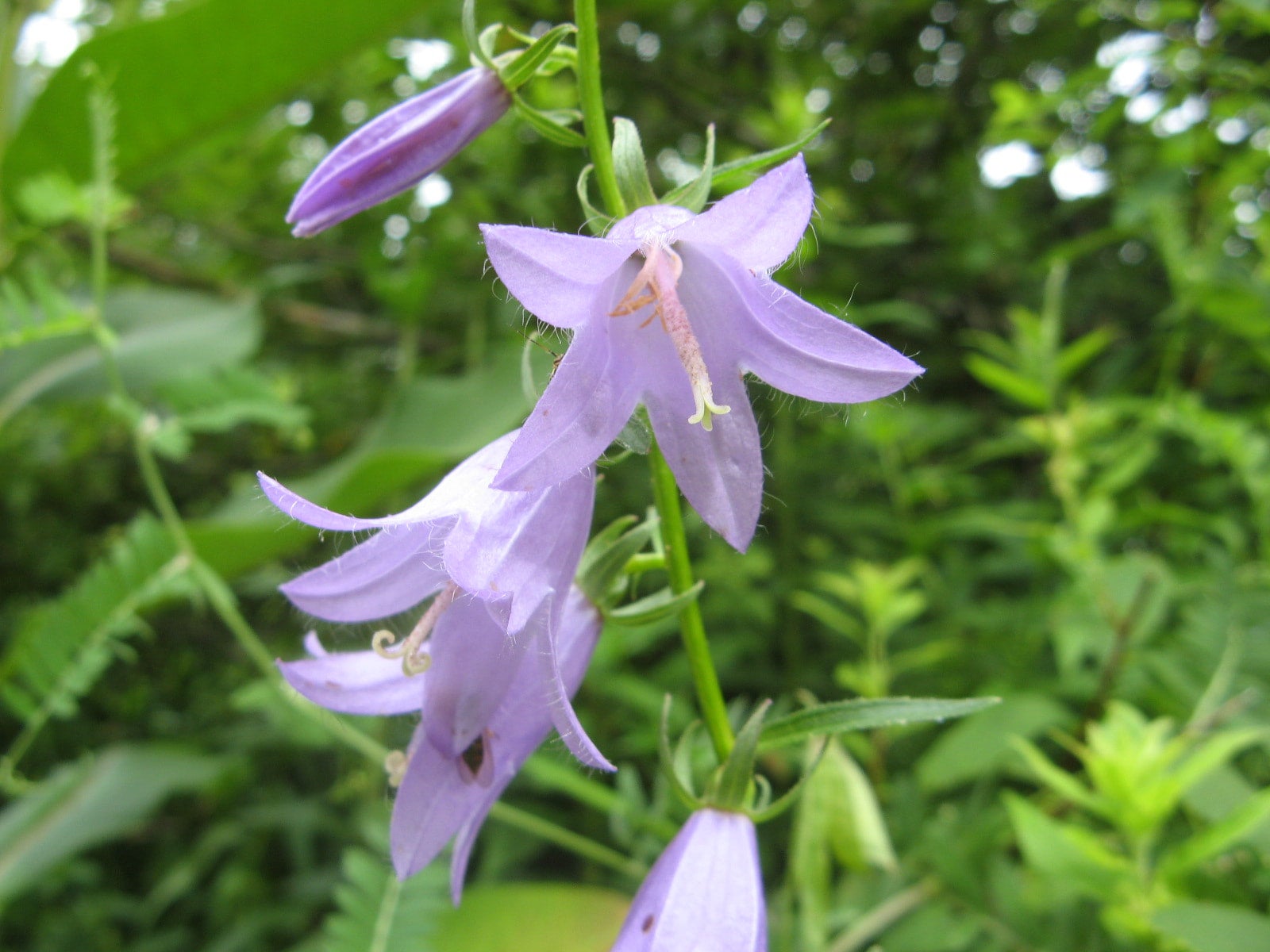 tall-bellflower-campanulastrum-americanum-hungry-hook-farm