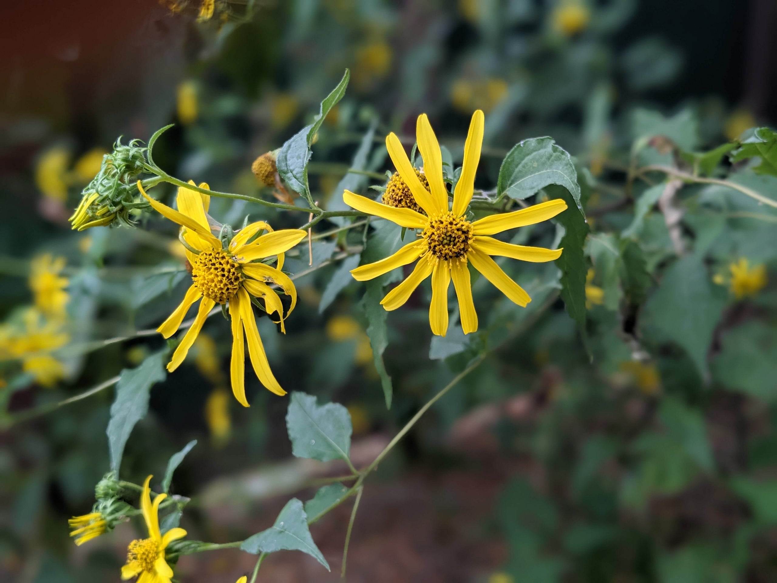ten-petaled-sunflower-heliantus-angustifolius-seed-packet-hungry